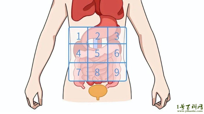 后腹部疼痛9位置图图片