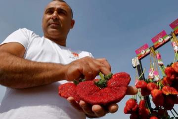 世界上最大的草莓：重达289克(一只手还拿不下)