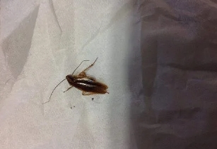 如何避免蟑螂晚上爬床，一定要保证房间的干净/干燥