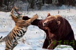 动物界中什么动物能秒杀老虎，北极熊/棕熊/大象/河马
