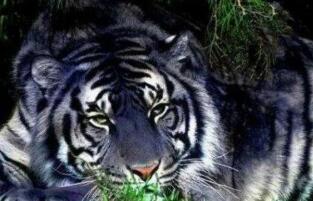 黑蓝虎灭绝了吗，可能已灭绝(1922年至今未在发现过)